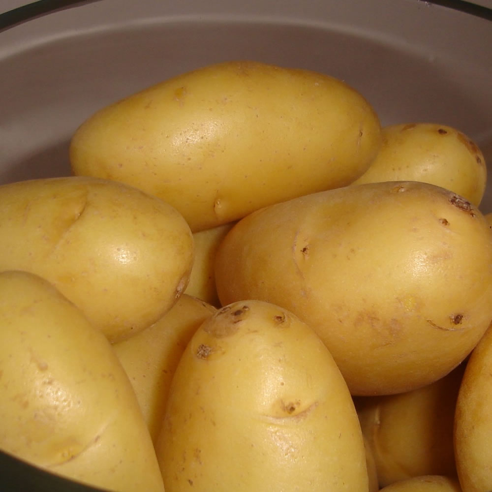 Wilko Potato Nicola Salad Seed Image