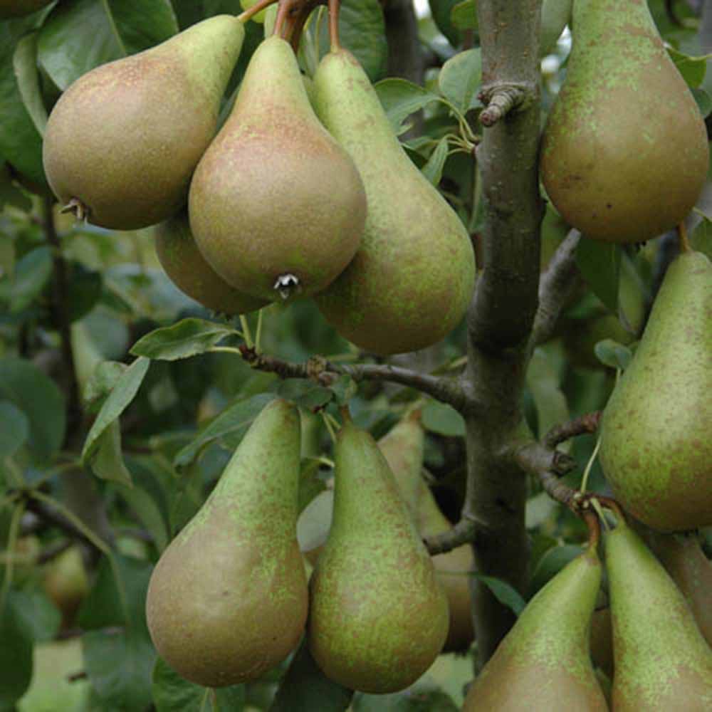 wilko Pear Duo Fruit Tree Bare Root Rose Image 1