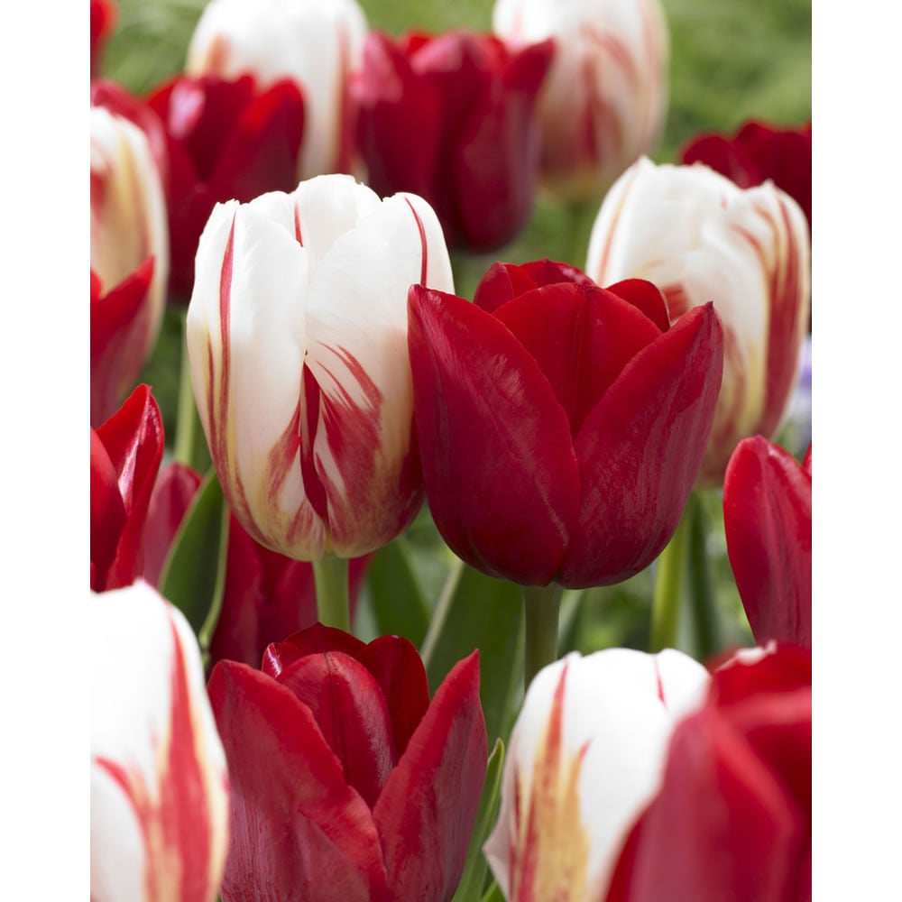 Wilko Autumn Bulbs Tulips Mix Red/White 1kg | Wilko