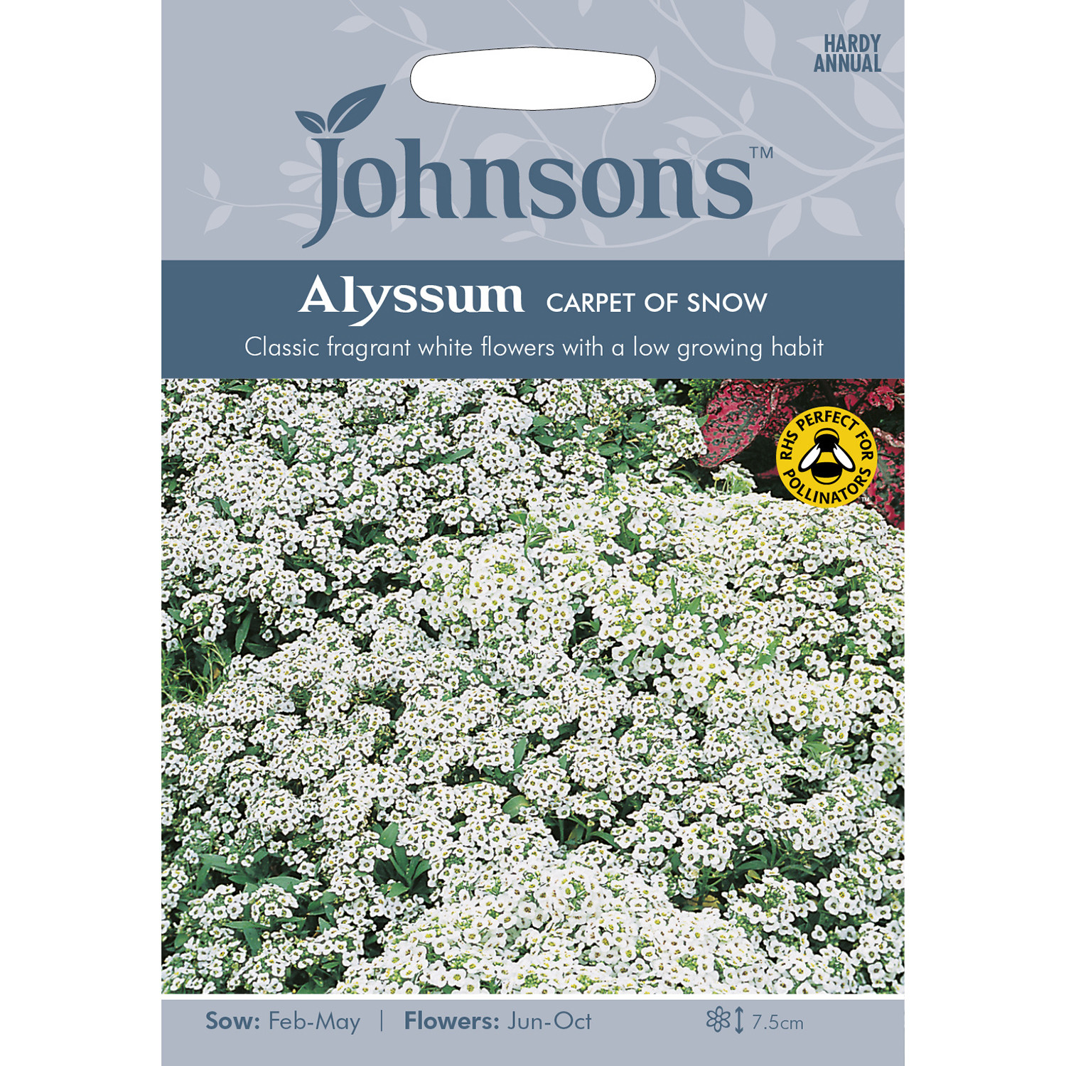 Johnsons Alyssum Carpet of Snow White Flower Seeds Image 2