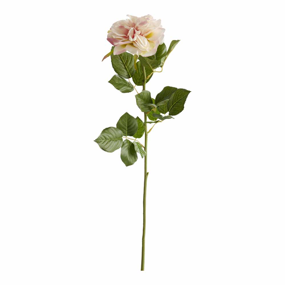 Wilko Garden Rose Pink Wilko