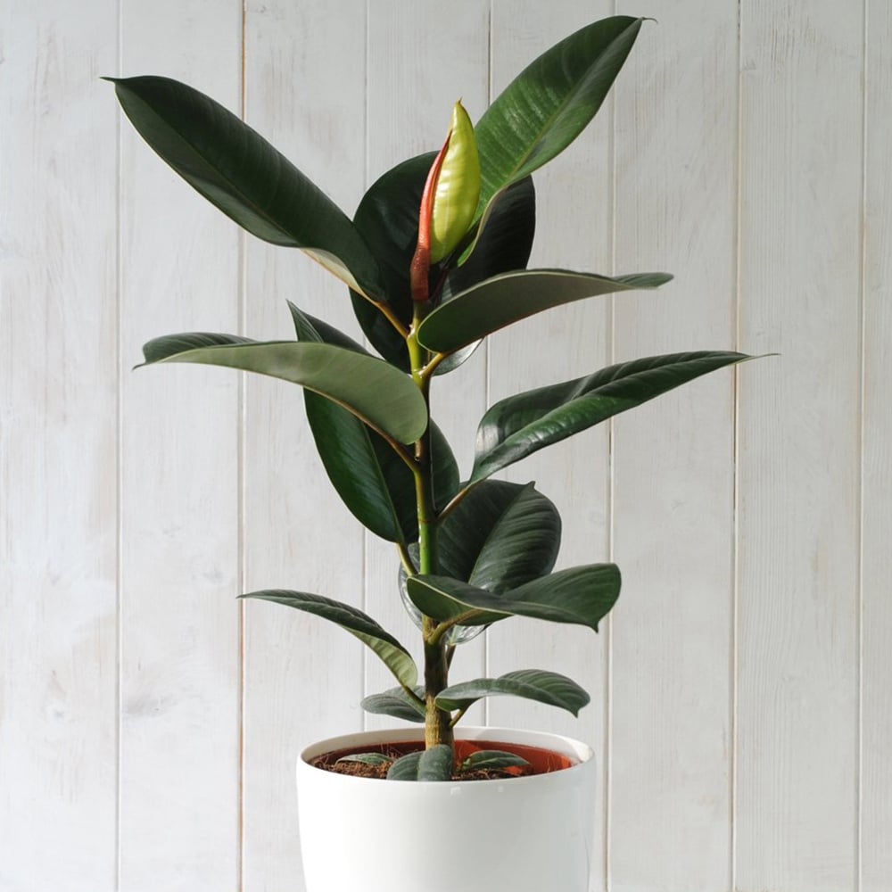 Thompson and Morgan Ficus Indian Rubber Plant Pot 12cm 2 Pack Image 7