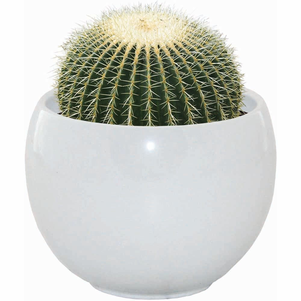 Wilko Mixed Case Cactus Grow Sets Image 5
