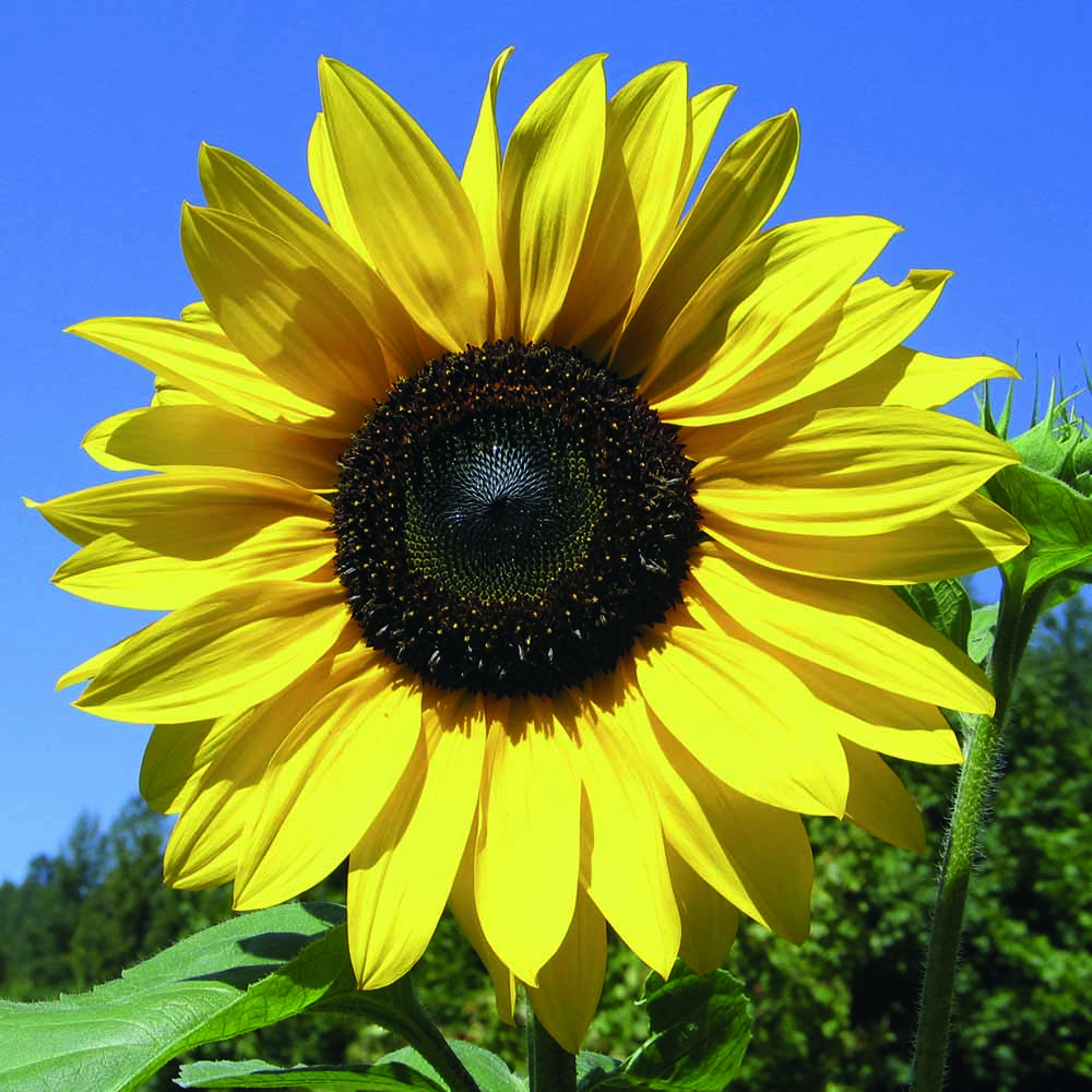 Wilko Grow Pot - Sunflower 10 x 10 x 13.3cm Image 1