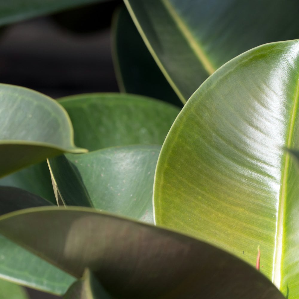 Thompson and Morgan Ficus Indian Rubber Plant Pot 12cm 2 Pack Image 4