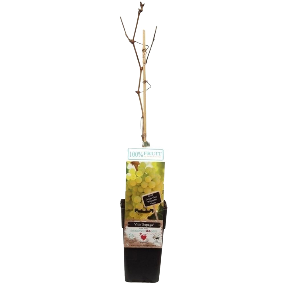 Thompson and Morgan Vitis Grape Supaga Plant in Pot 15cm Image 2