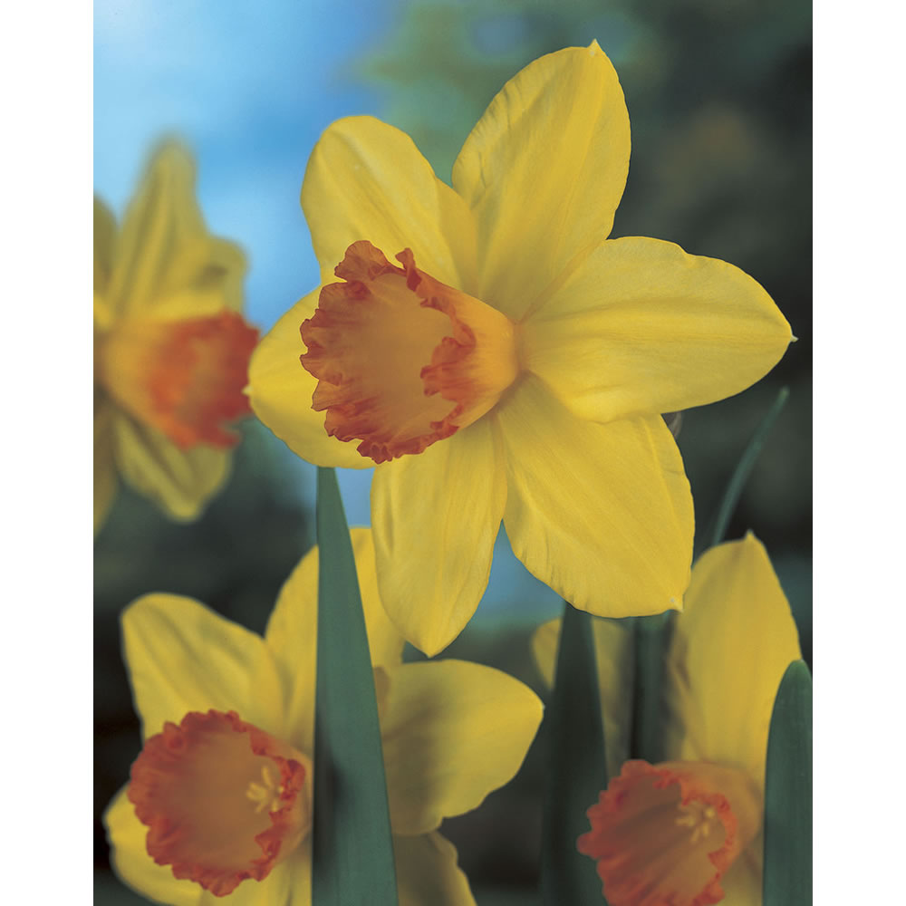 Wilko Autumn Bulbs Daffodil Red Devon 10pk Wilko