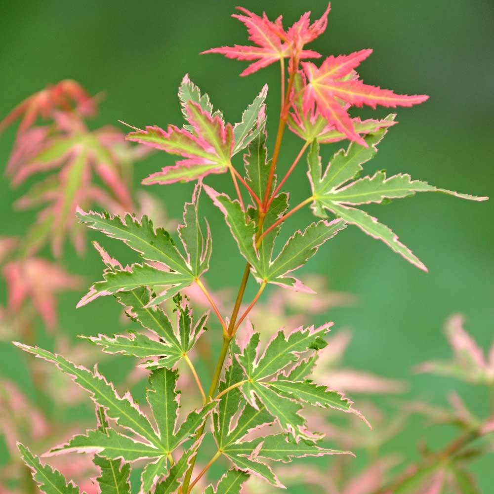 wilko Acer Palmatum Taylor 3L Pot Image 3