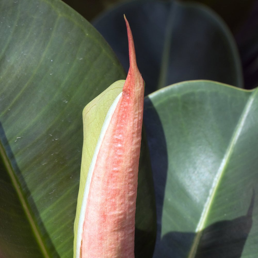 Thompson and Morgan Ficus Indian Rubber Plant Pot 12cm 2 Pack Image 5