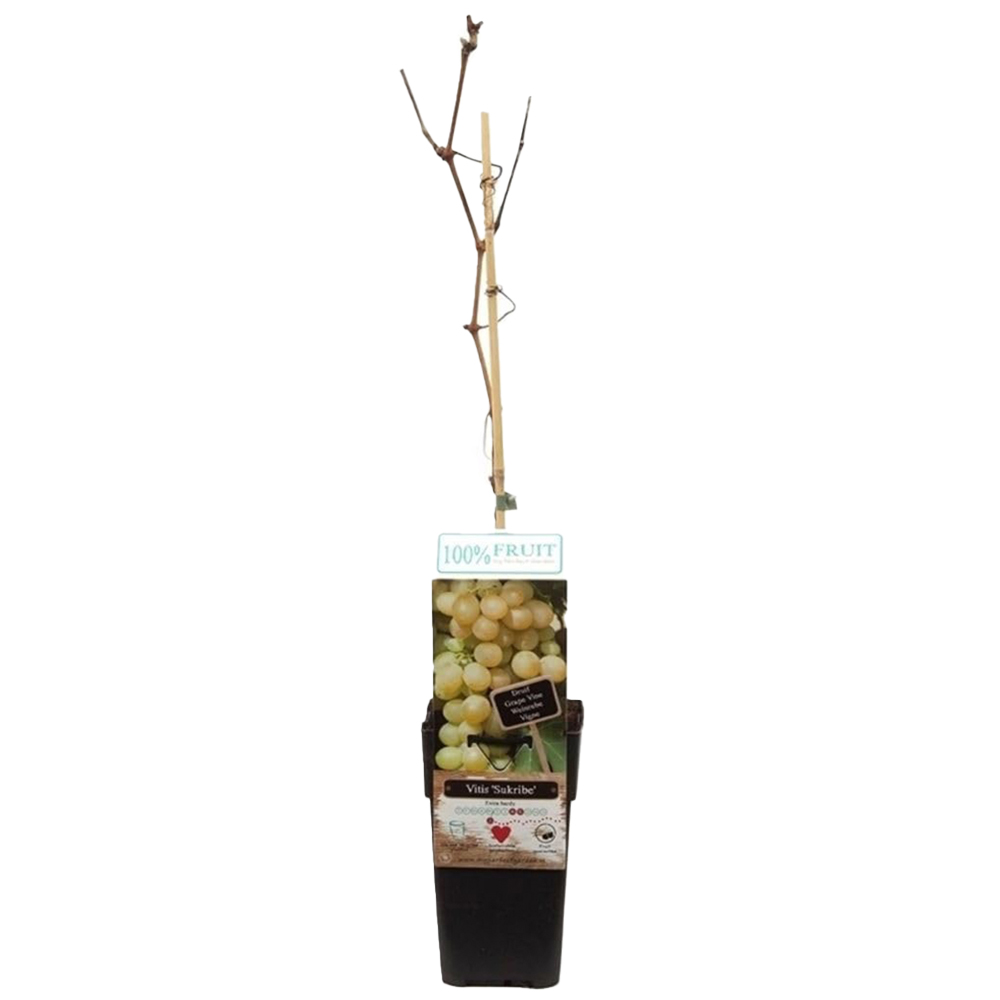 Thompson and Morgan Vitis Grape Sukribe Plant in Pot 15cm 2 Pack Image 2