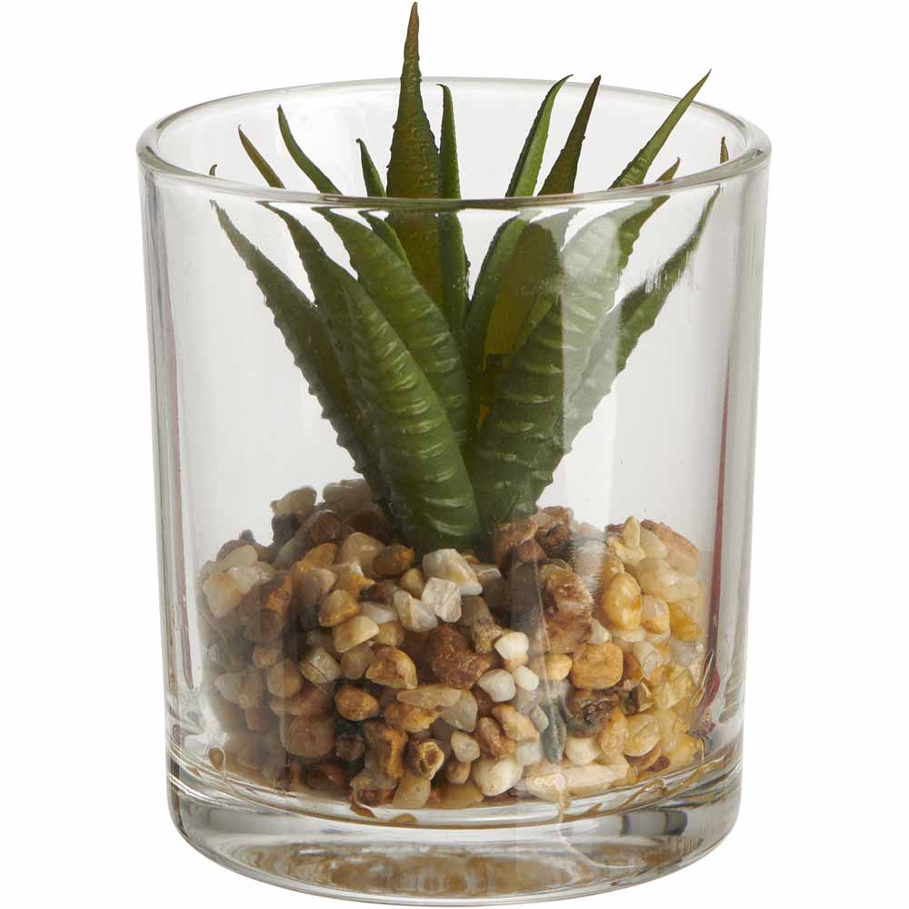 Wilko Mini Succulent in Glass Image 4