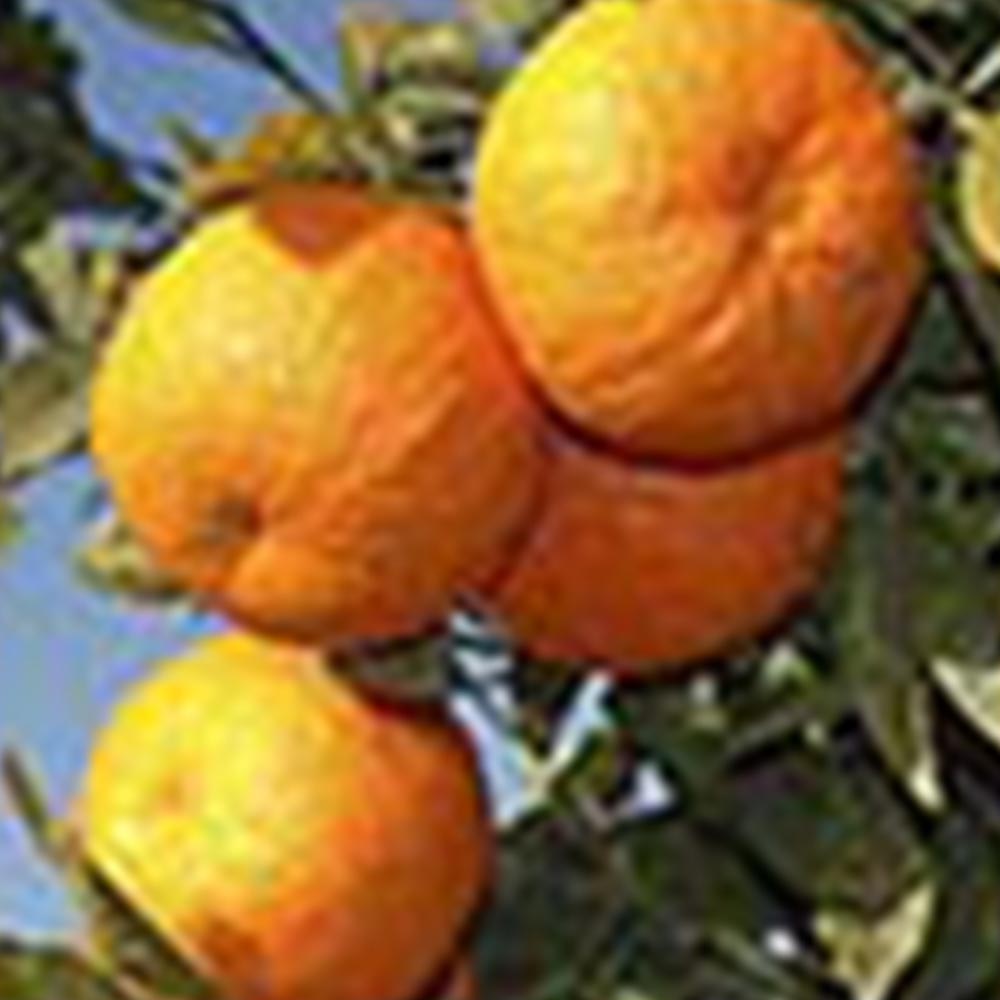wilko Large Orange Tree 6L Pot Image 4