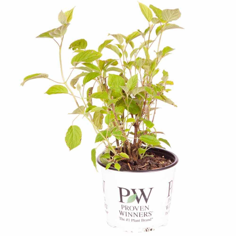 YouGarden Hydrangea Incrediball 3L Pot Image 3