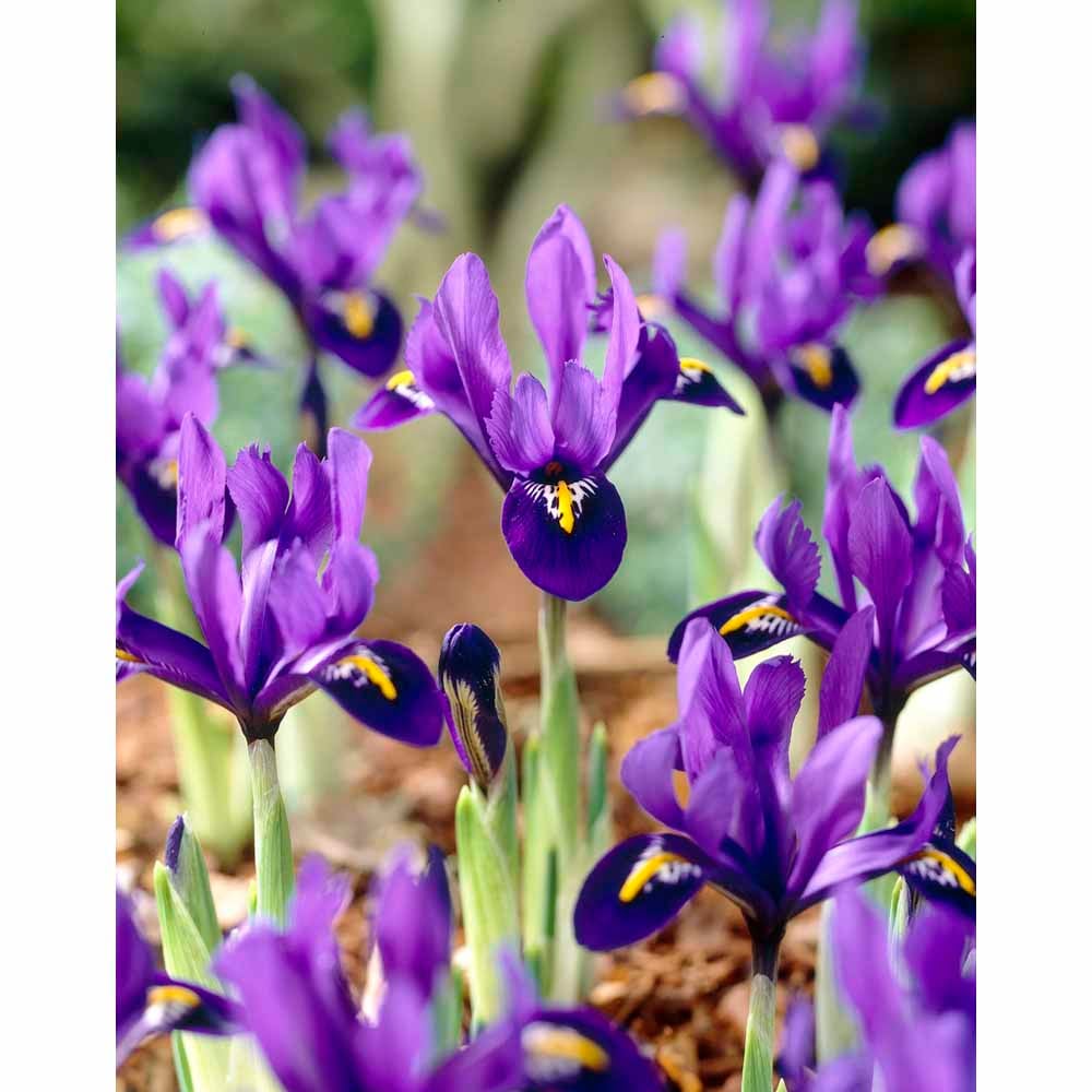 Wilko Iris Pixie Autumn Planting Bulbs 15 pack Wilko