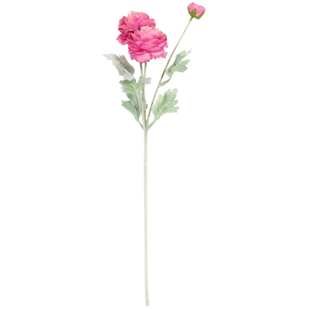 Ranuncula Stem Image 2