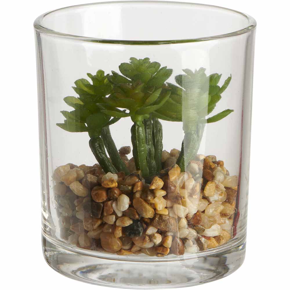 Wilko Mini Succulent in Glass Image 3