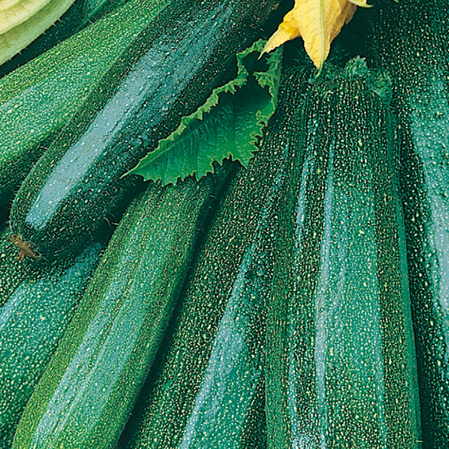 Johnsons All Green Bush Courgette Seeds Image 1