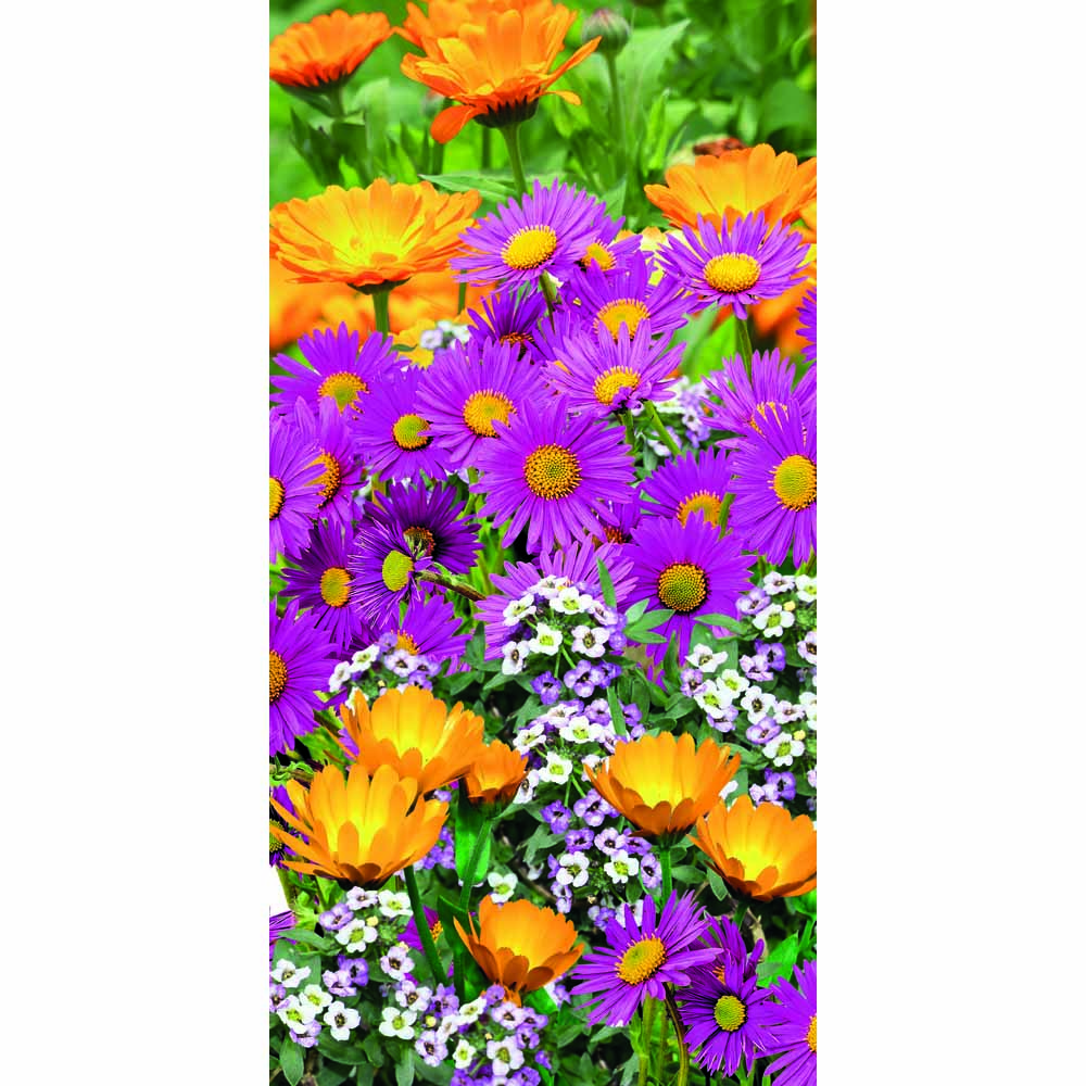 Wilko Summer Flower Bucket - Pollinators 18 x 18 x 17.5cm Image 1