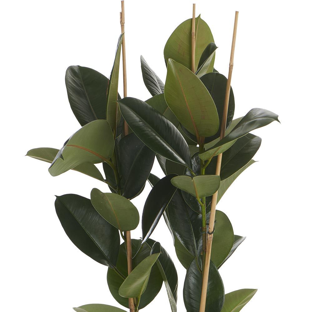 Wilko Ficus Robusta 3 Stem Plant 85-100cm Image 6