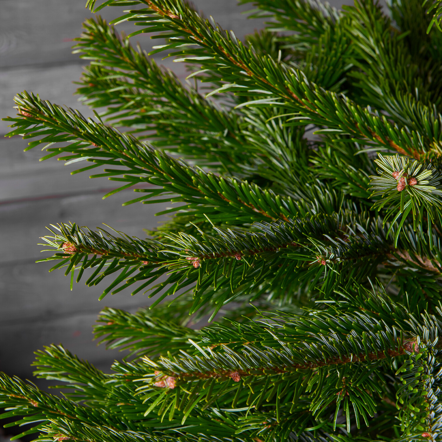 Shop real Christmas trees