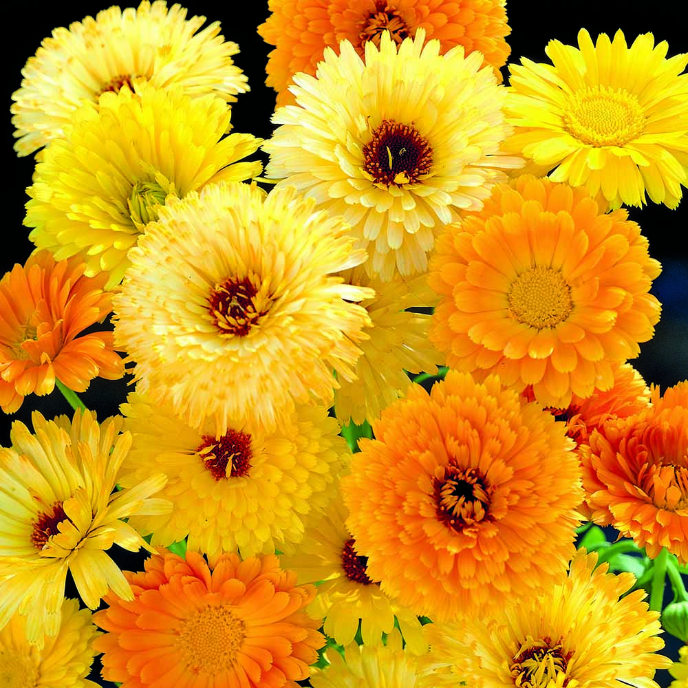 Wilko Summer Flower Bucket - Pollinators 18 x 18 x 17.5cm Image 4