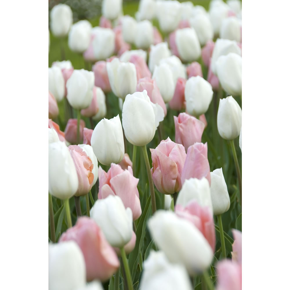 Wilko Bulbs Tulips Soft Secret 8pk Image 2