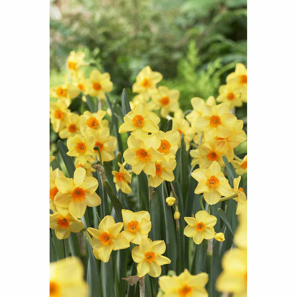 Wilko Bulbs Daffodils Collect Box 50pk Image 2