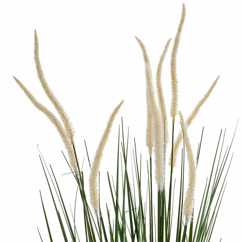 Wilko Pampas Grass Potted Plant Image 2
