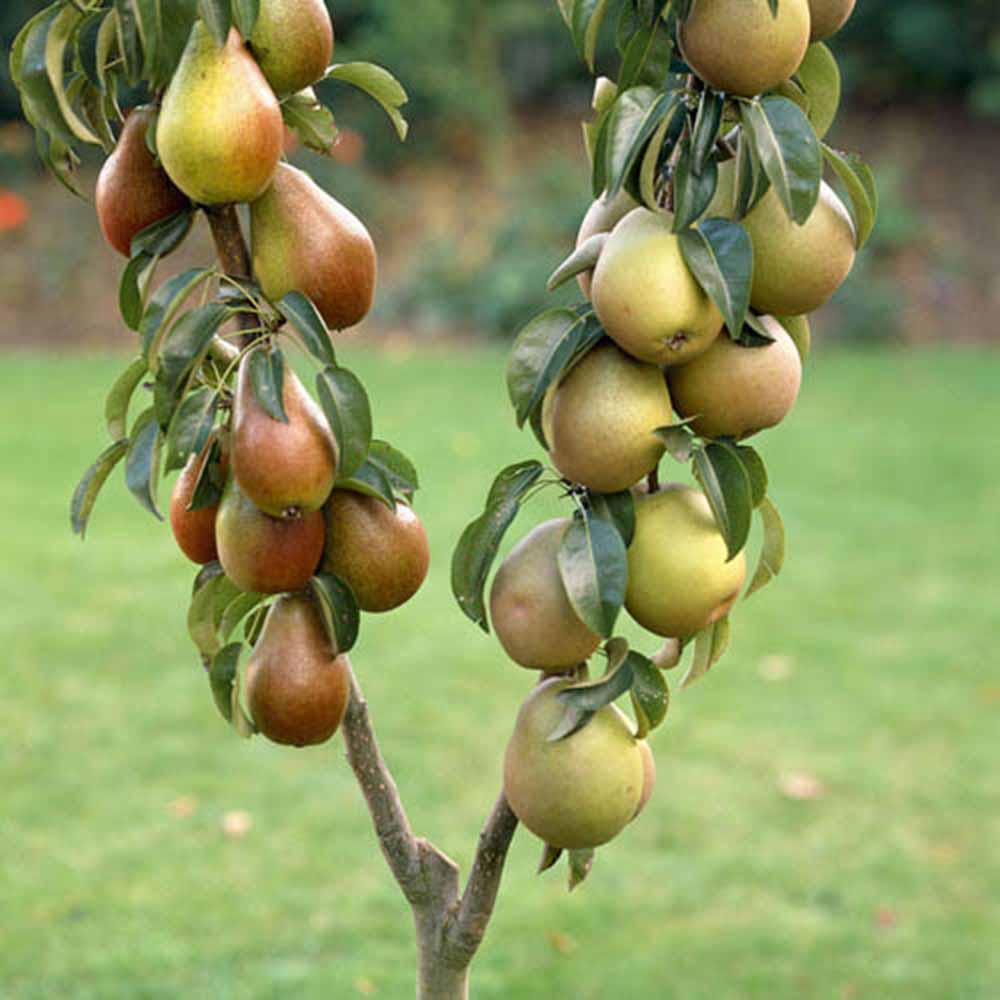 wilko Pear Duo Fruit Tree Bare Root Rose Image 3