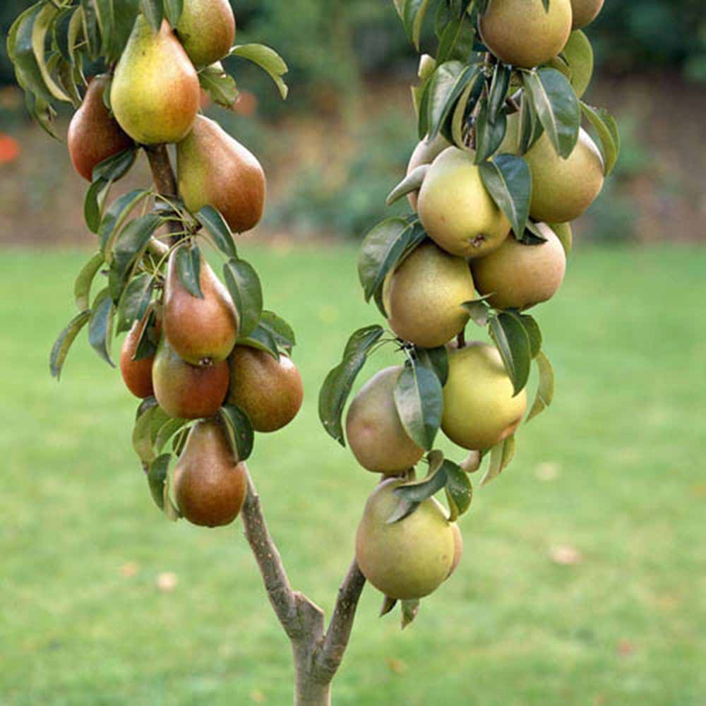 YouGarden Pear Duo Fruit Tree Bare Root Rose Image 3