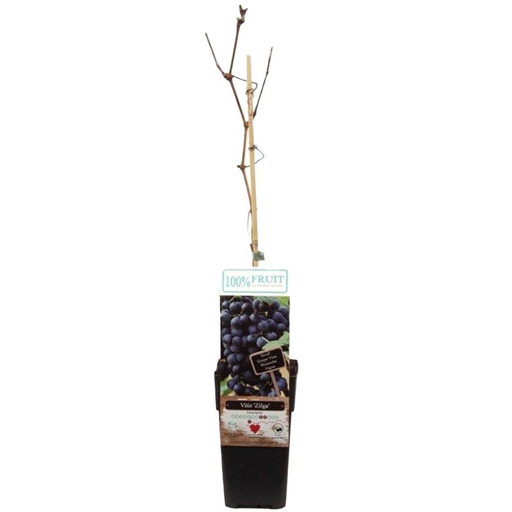 Thompson & Morgan Vitis Grape Zilga Plant Pot 15cm 3 Pack Image 2