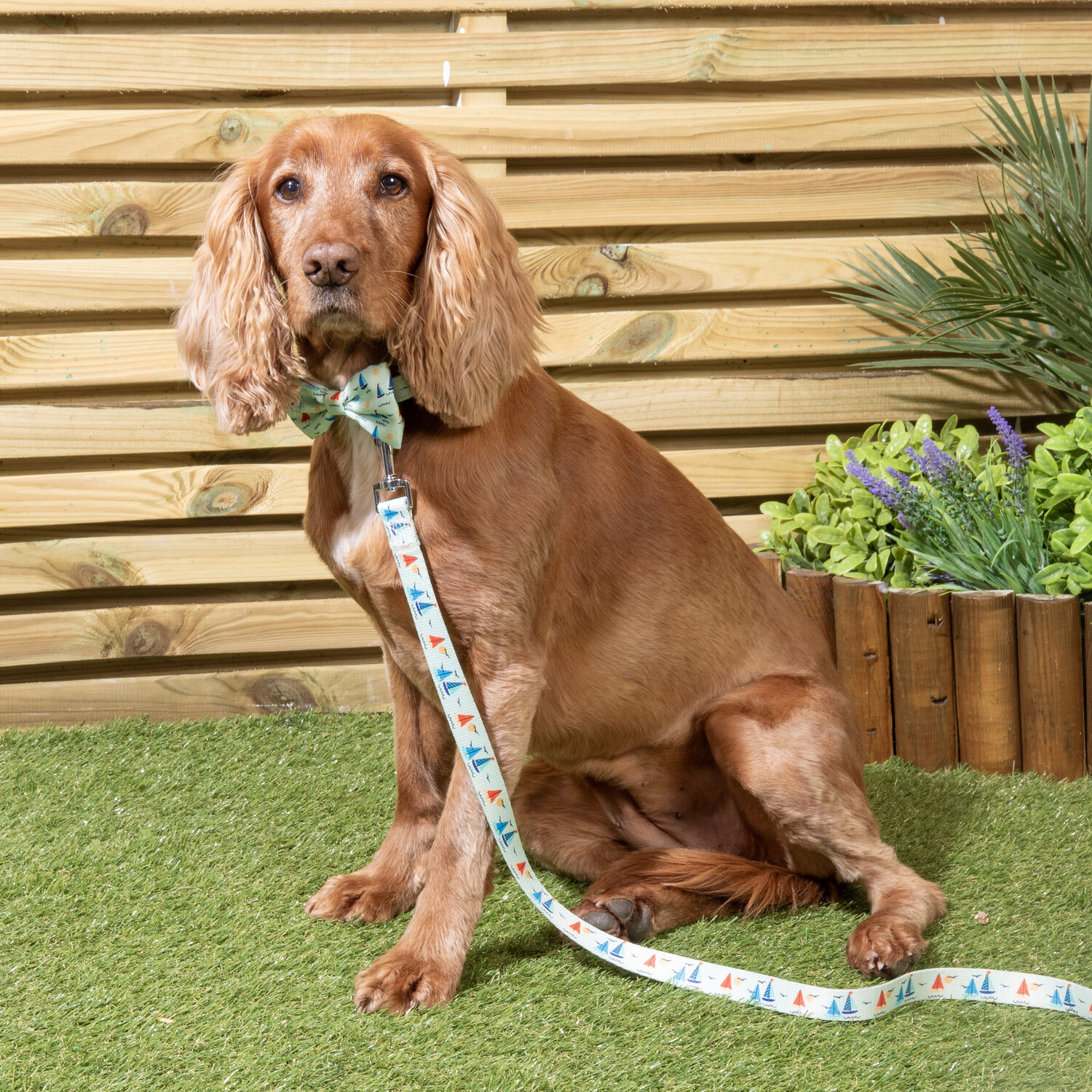 Sail Away Collar Lead and Bow Set Blue Image 2
