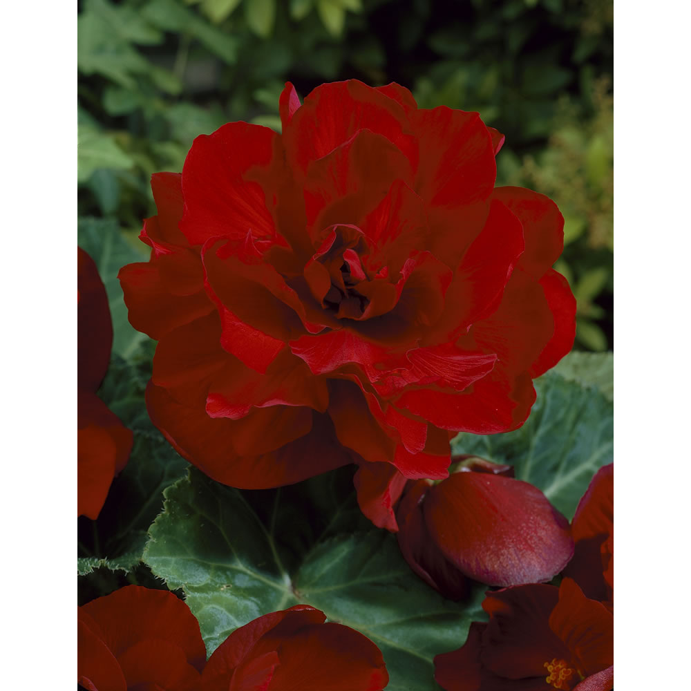 Wilko Begonia Double Red 5-6cm Spring Planting    Bulbs 3 pack Image