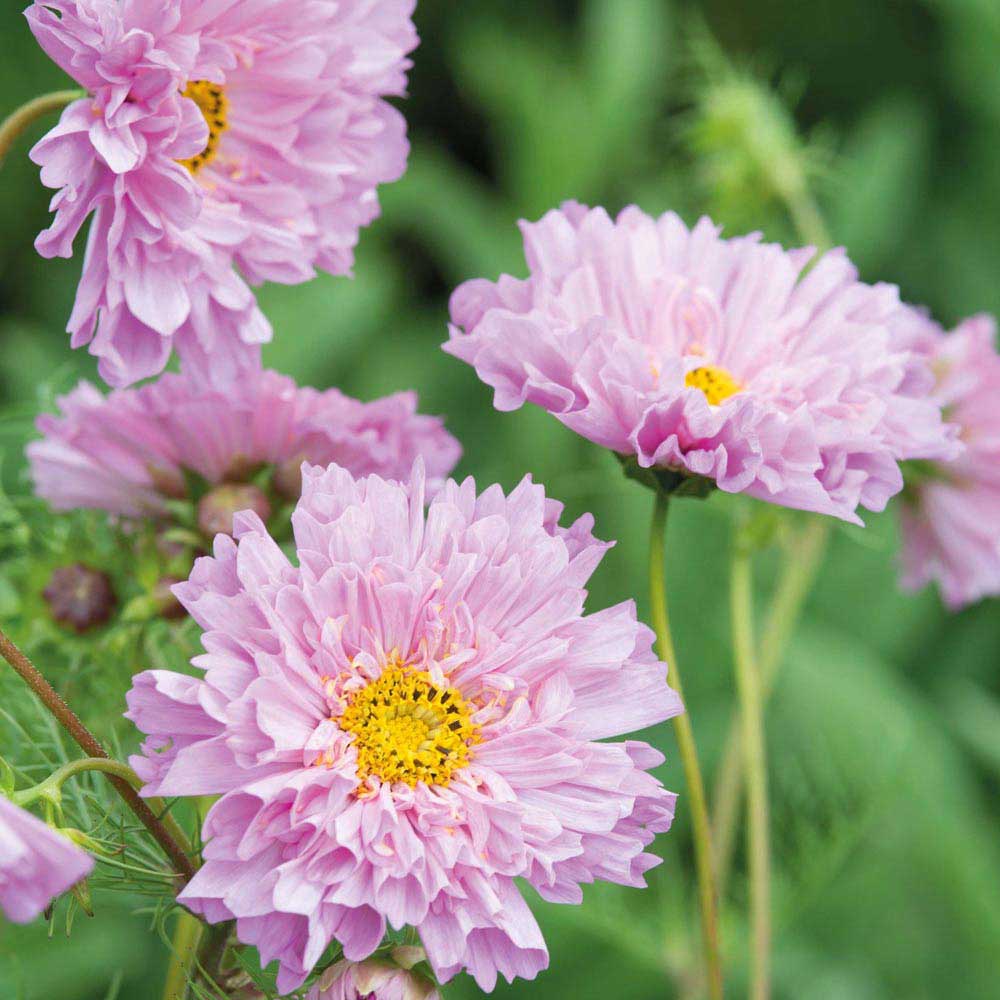 Johnsons Cosmos Double Dutch Rose Seeds Image 1