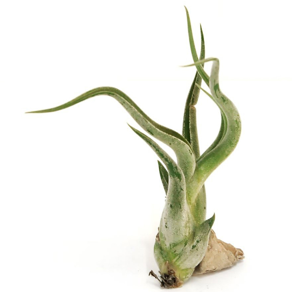 Thompson and Morgan Medium Tillandsia Caput Medusa Air Plant 2 Pack Image 3