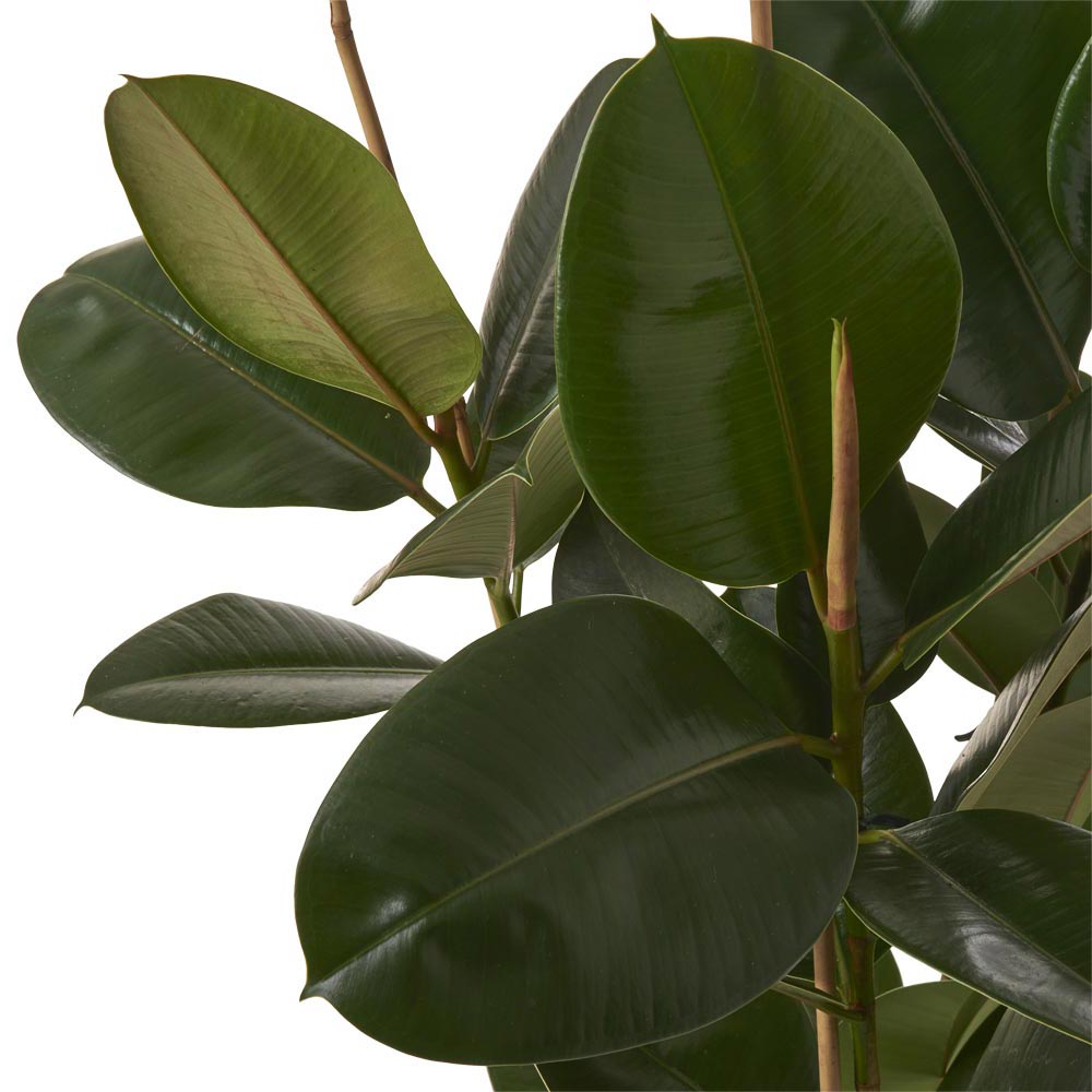 Wilko Ficus Robusta 3 Stem Plant 85-100cm Image 4