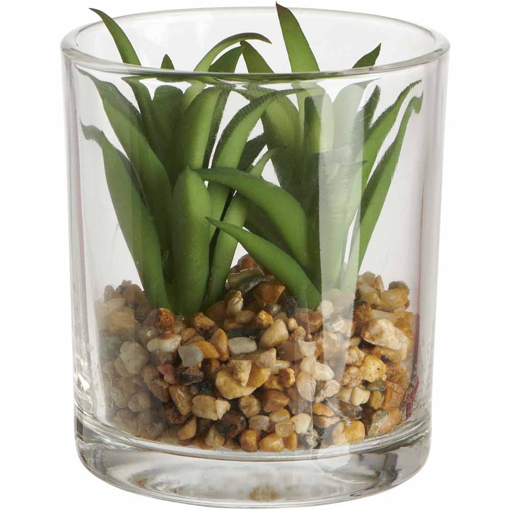 Wilko Mini Succulent in Glass Wilko