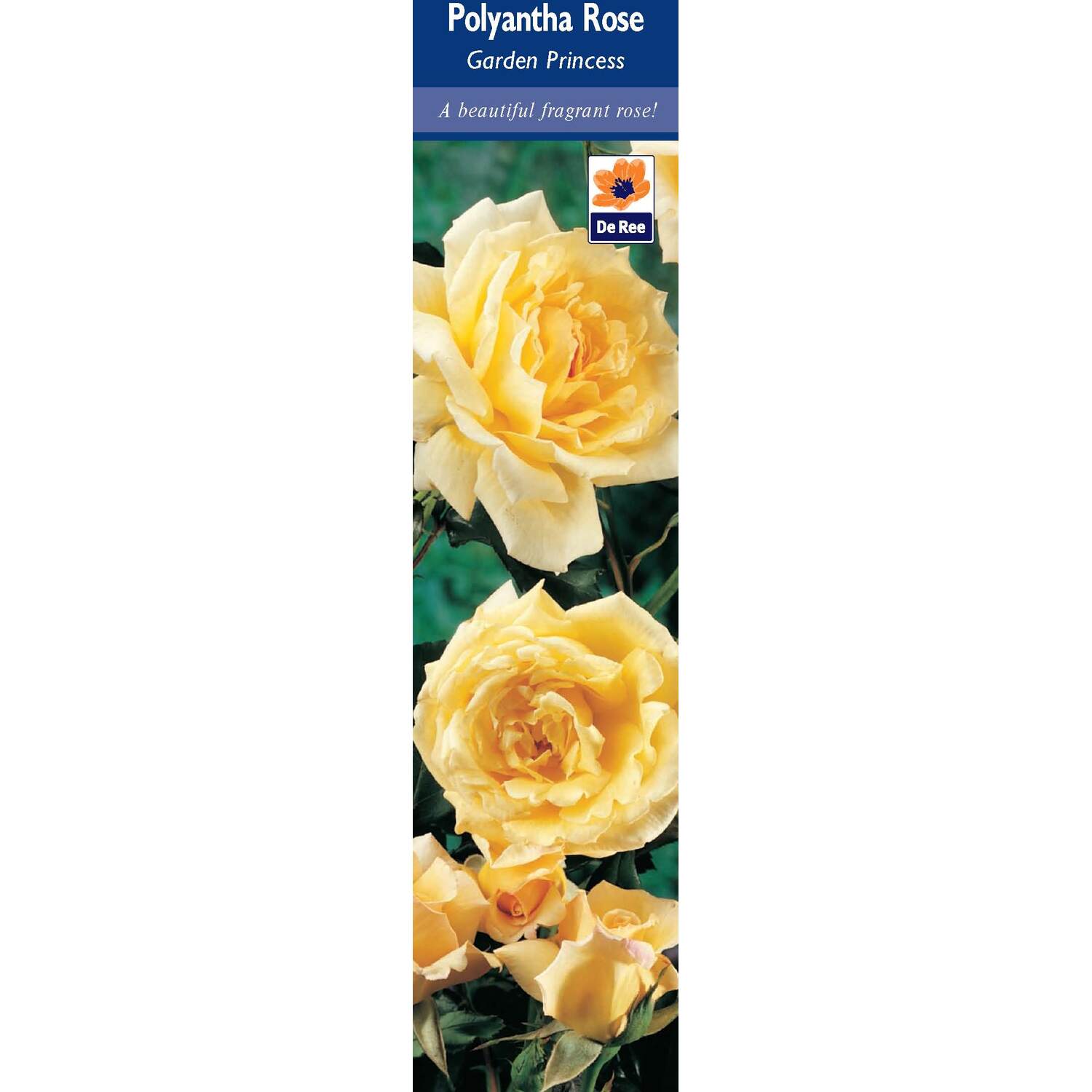 Pre-Packed Rose Image 4