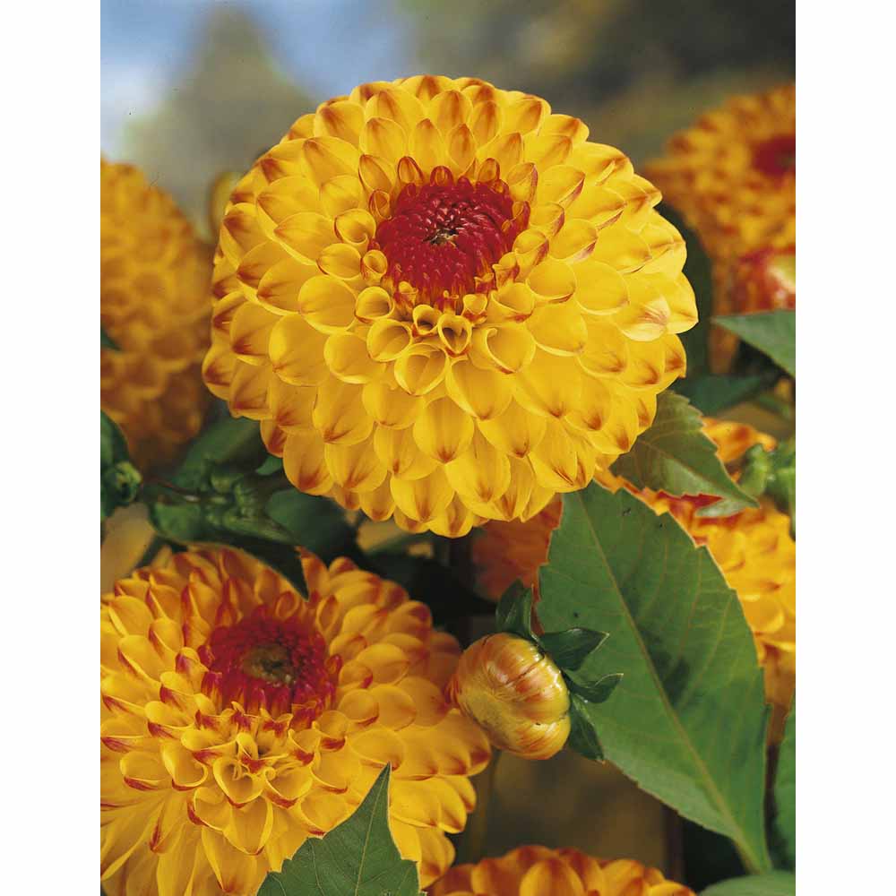 Wilko Spring Bulb Dahlia Ball Sunny Boy 1pk Wilko