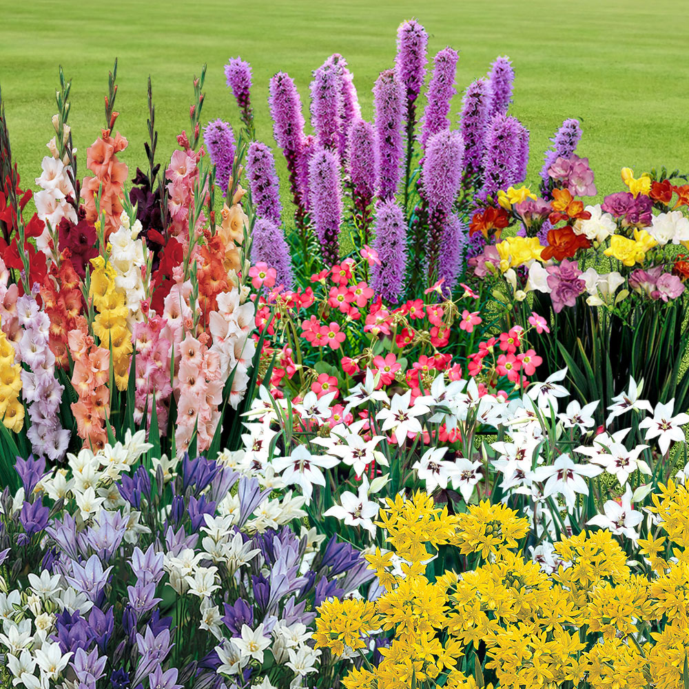 YouGarden 300 Summer Bulb Collection 7 Varieties Image 1