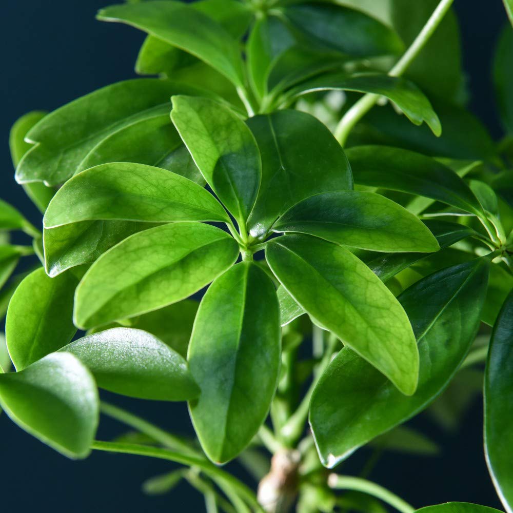 Thompson & Morgan Lova Schefflera Lava Plant on Wooden Tray Image 3