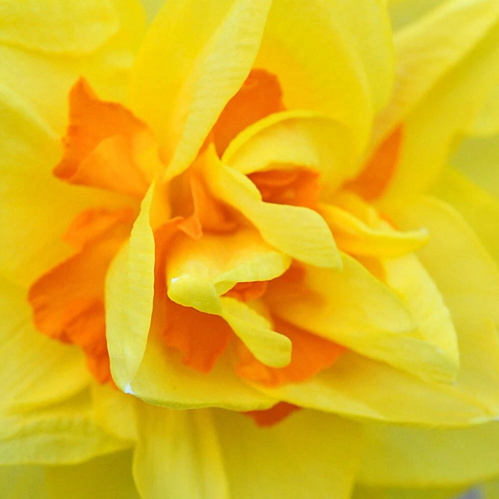 Thompson and Morgan Daffodil Raffles Spring Planting Bulb 16 Pack Image 7