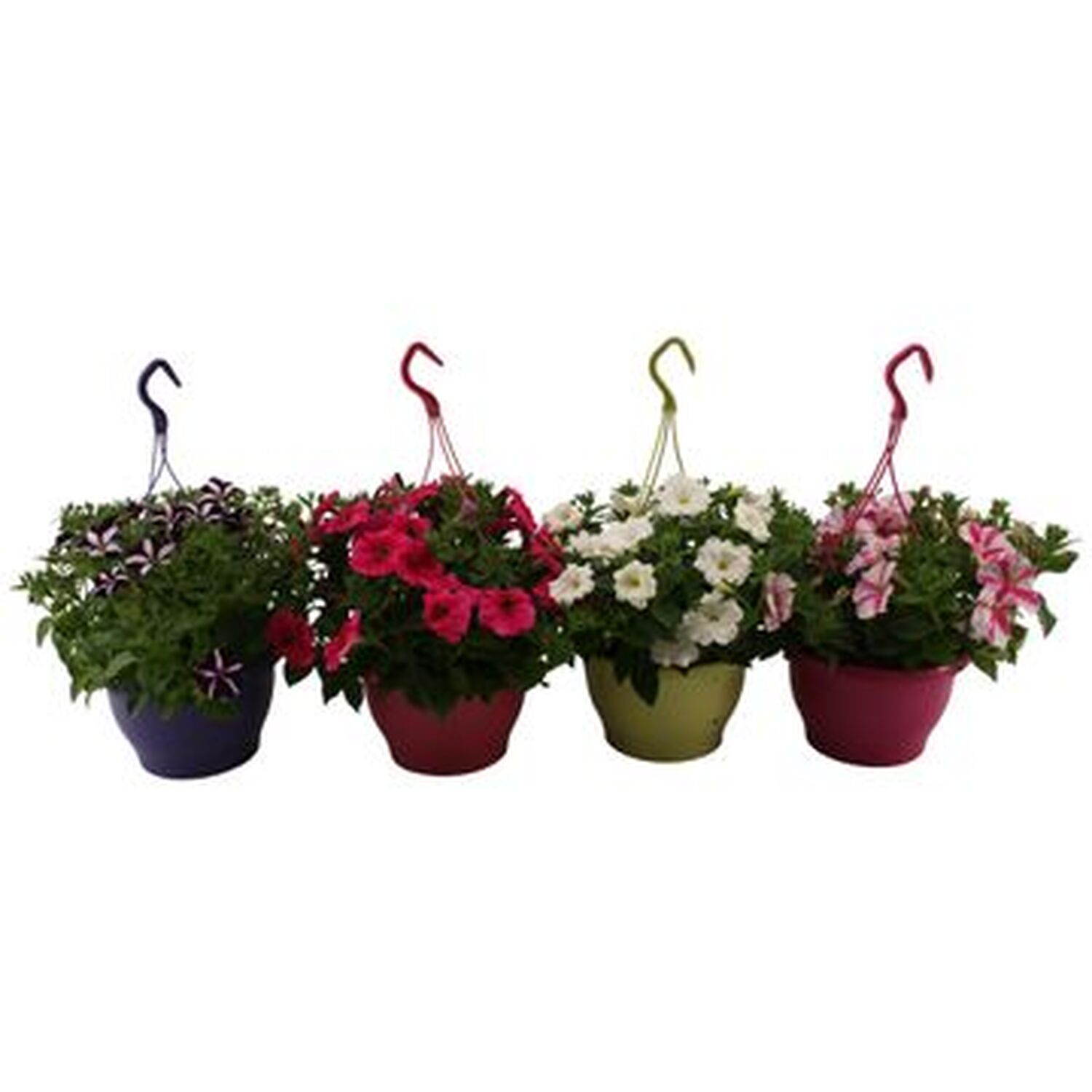 Petunia Hanging Basket 21cm - Multicolour Image