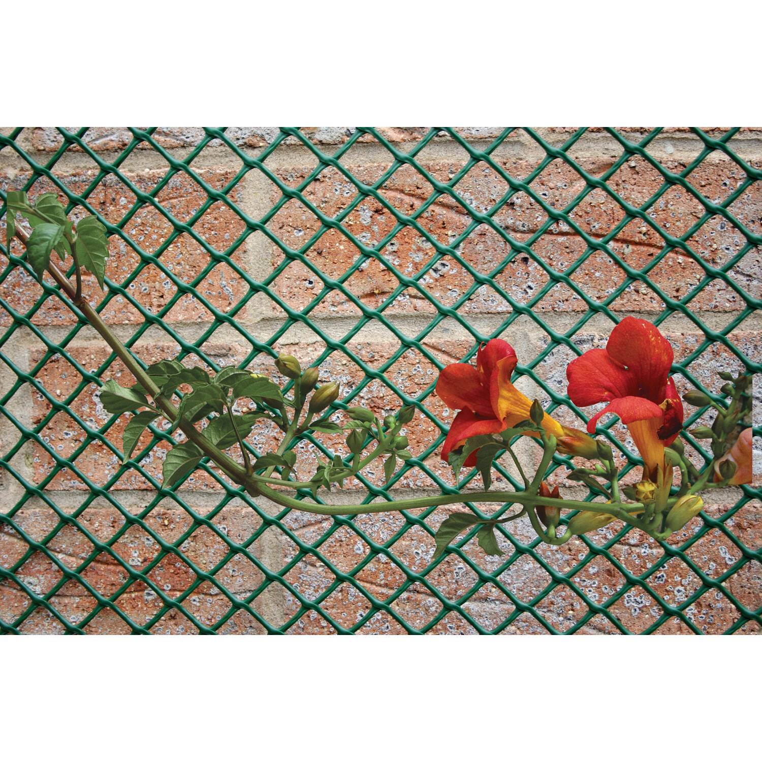 Apollo Gardening Plastic Garden Mesh 500 x 20cm Image 2