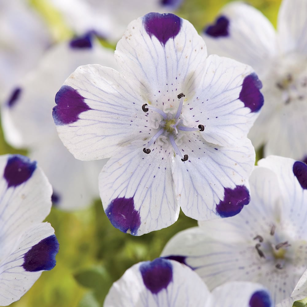 Wilko Nemophila Five Spot Flower Seeds Image 1