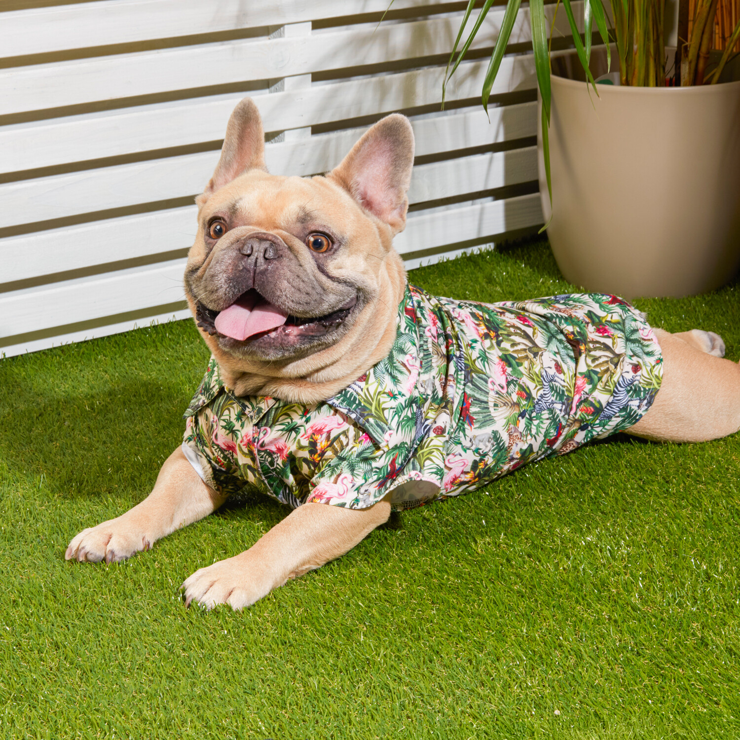 Eden Pet Shirt - Multicolour / 50cm Image 5