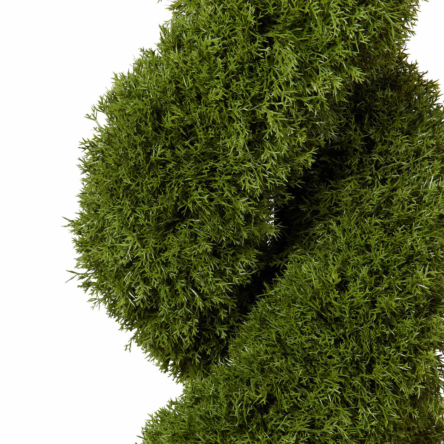 Cypress Spiral Tree - Green Image 2