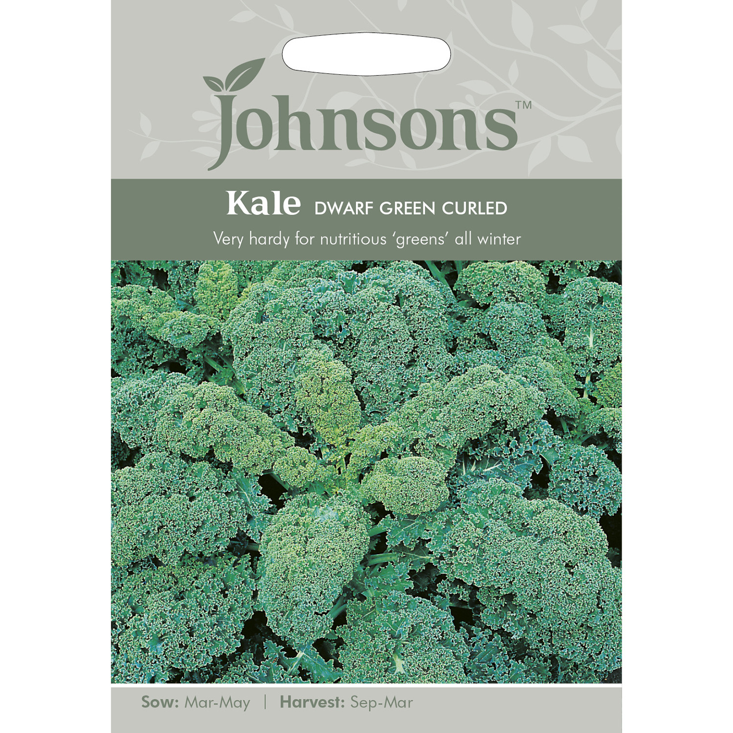 Johnsons Dwarf Green Curled Kale Seeds Image 2