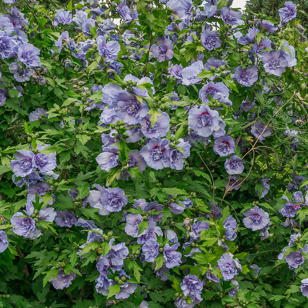 YouGarden Hibiscus Chiffon Blue Standard Tree Pot 3L 90cm Image 3