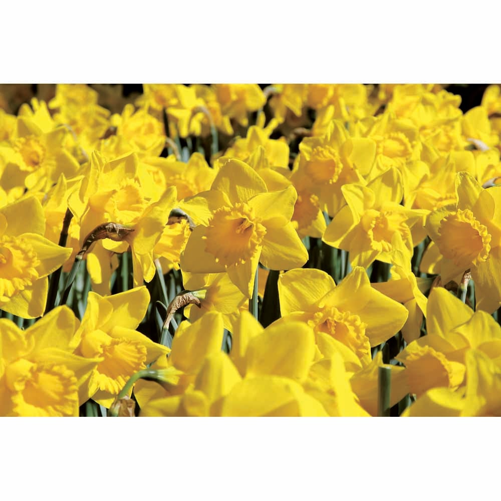 Wilko Daffodil Yellow Bulbs 1.5kg Image 2